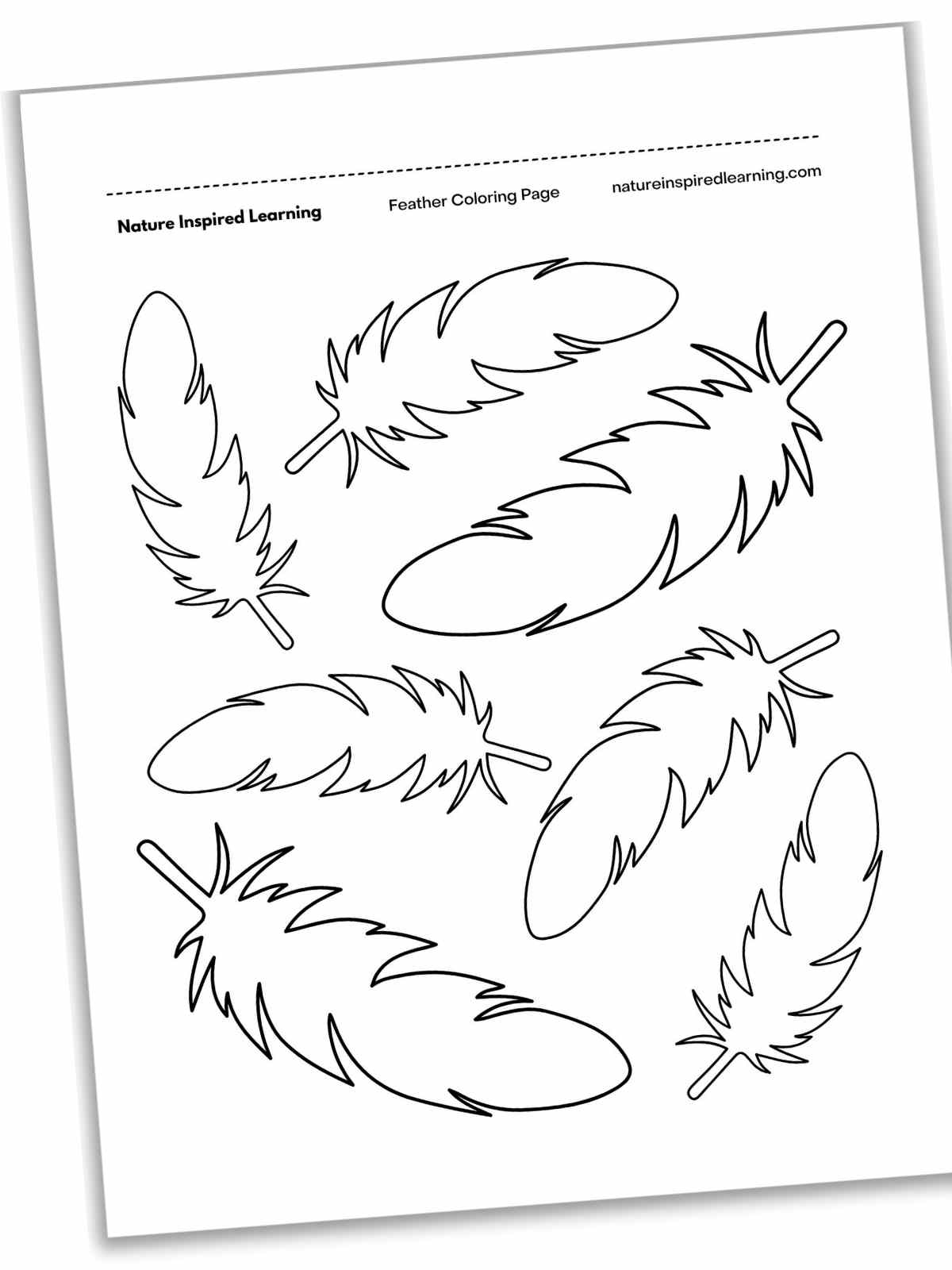 Feather Coloring Pages Nature Inspired Learning